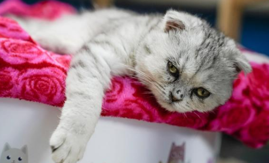 小猫被坐了一下会死吗