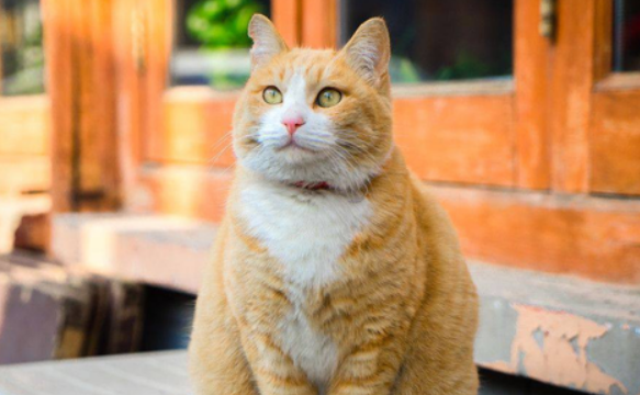橘猫不吃猫粮怎么办？试试这几个方法