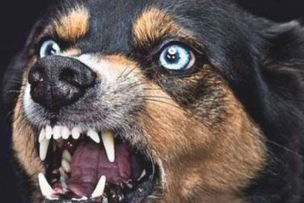 如何判断宠物是否有狂犬病？
