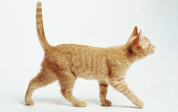 拎着尾巴把猫拎起来 拎着尾巴把猫拎起来