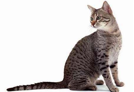 埃及猫的优缺点 埃及猫的优缺点