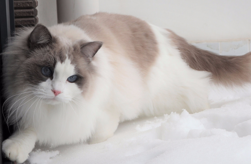布偶猫丢了找回来的巧方法 布偶猫丢了找回来的巧方法