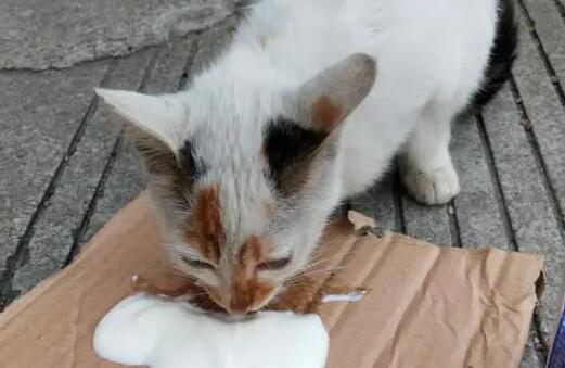 猫咪为什么喂酸奶就拉稀 猫咪为什么喂酸奶就拉稀