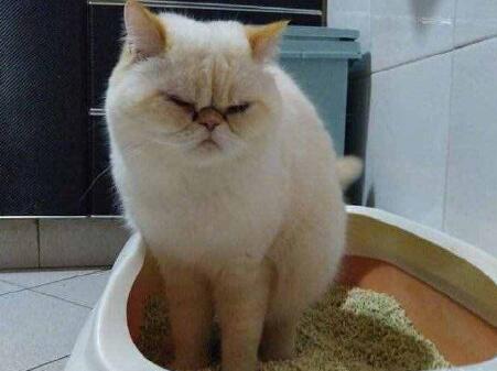 猫咪为什么会生屎臭呢