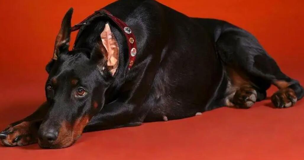 选购艾分杜宾犬的常见问题