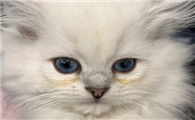 猫咪泪痕擦下来红褐色