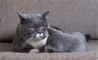 蓝猫现在多少钱一只