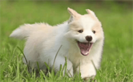 3种犬常见疾病及预防,特别是贫血