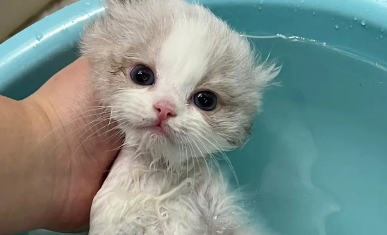 小奶猫很脏可以洗澡吗?一定要注意这些问题 小奶猫很脏可以洗澡吗?一定要注意这些问题