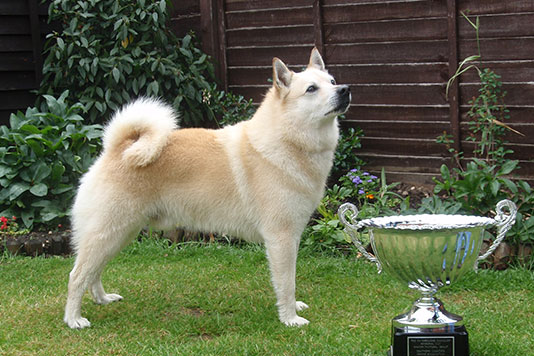 挪威布哈德犬大小便怎么训练?看看这些方法是不是好用 挪威布哈德犬大小便怎么训练?看看这些方法是不是好用