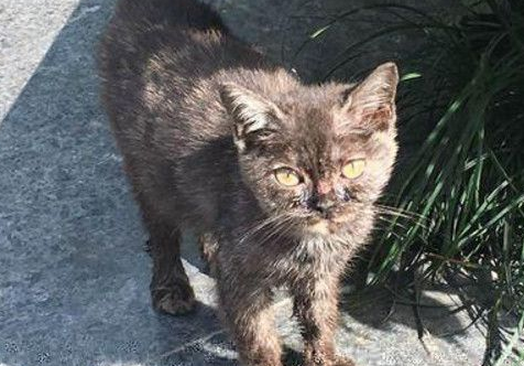 流浪猫渴望被收养的表现?它会做什么? 流浪猫渴望被收养的表现?它会做什么?