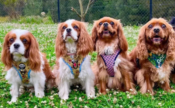 查理王猎犬的寿命优缺点