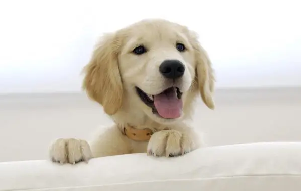 狗肠炎最快用什么药