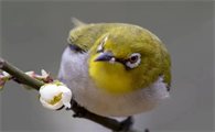 青丝鸟怎么养