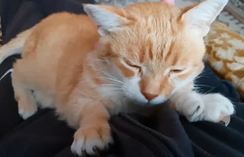 猫咪见到人就咕噜咕噜