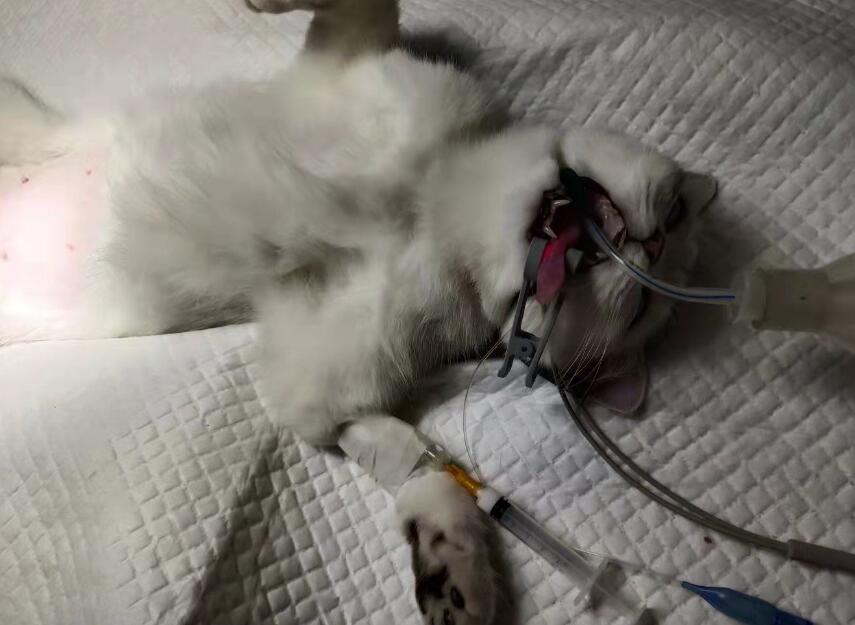 母猫绝育后一定要关笼子吗