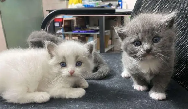 布偶猫跟蓝猫配种的小猫什么样子 布偶猫跟蓝猫配种的小猫什么样子