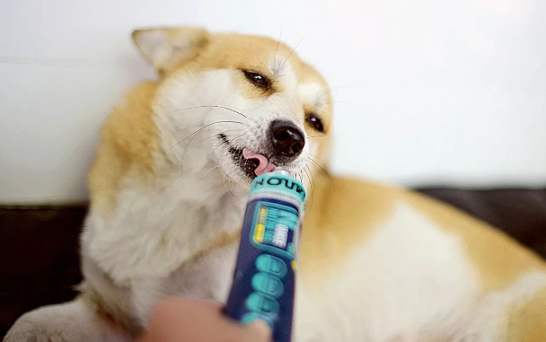 狗狗吃营养膏的禁忌 狗狗吃营养膏的禁忌