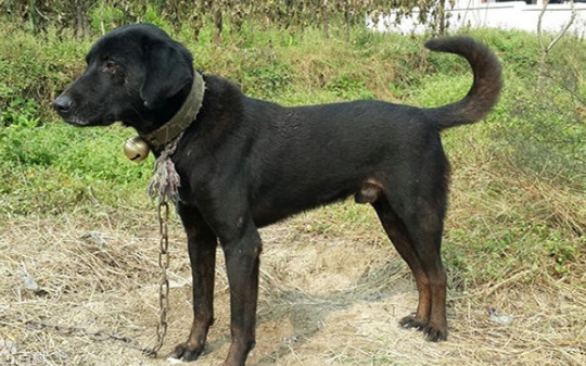 中国十大猎犬