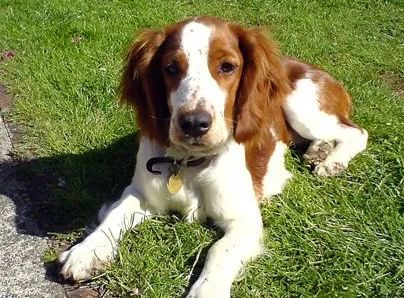 威尔士跳猎犬抽搐怎么办?抽搐的解决方法? 威尔士跳猎犬抽搐怎么办?抽搐的解决方法?