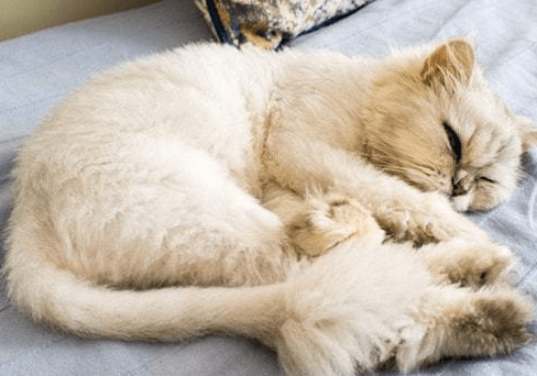 猫咪神经炎多久能治愈 猫咪神经炎多久能治愈