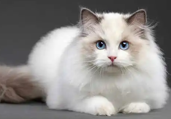 第一次养布偶猫需要注意什么