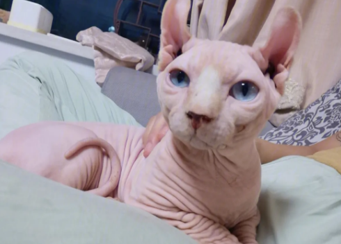 斯芬克斯猫不吉利