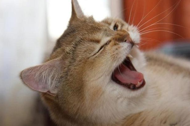 宠物猫流眼泪是什么原因,偶尔打喷嚏正常吗