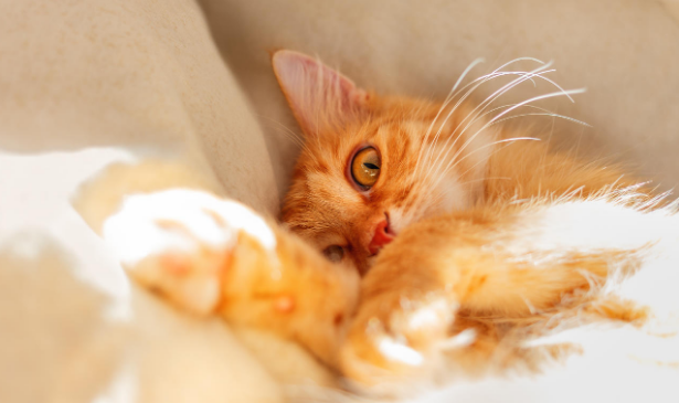 猫咪为什么睡主人枕头边