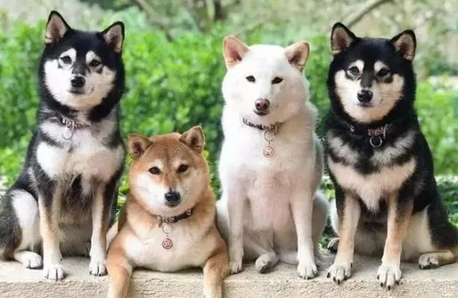 柴犬几个月长到最大