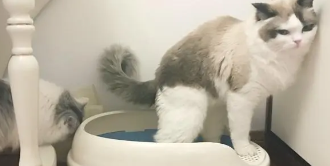 猫咪为什么会拉肚子的原因