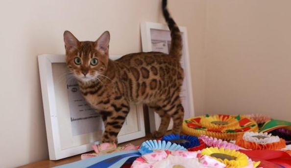 孟加拉豹猫一定要养2只 孟加拉豹猫一定要养2只
