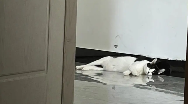 猫咪为什么对着卧室门睡觉呢
