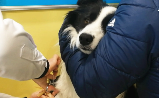 边牧挑食不吃狗粮怎么办