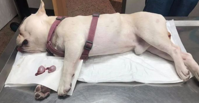 狗狗绝育为什么会死掉的原因