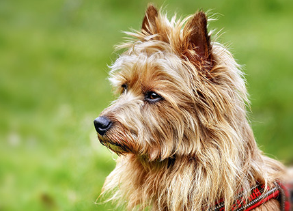 澳大利亚梗犬能长多大
