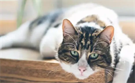 猫咪为什么喜欢盯着苍蝇看呢