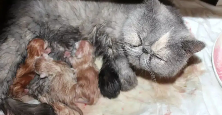 猫咪头胎生产注意什么 猫咪头胎生产注意什么