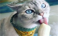 猫咪能吃哪些水果好呢
