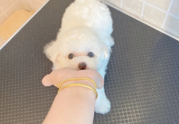 比熊犬咳嗽干呕怎么办