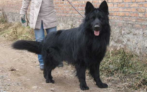 纯种五黑犬多少钱一只 图片