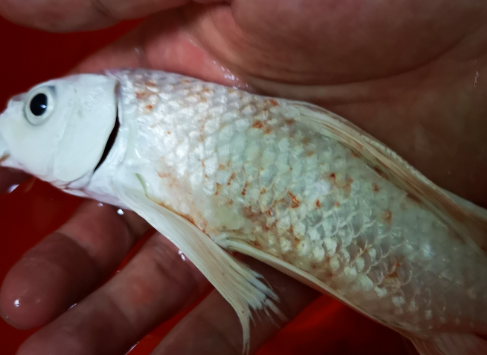 蝴蝶鲤鱼全身充血发红怎么治 蝴蝶鲤鱼全身充血发红怎么治