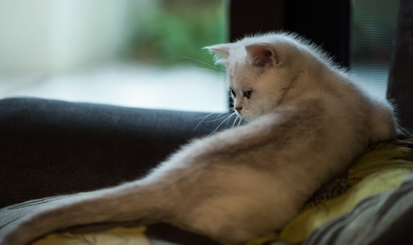 猫咪晚上为什么会很凶猛 猫咪晚上为什么会很凶猛
