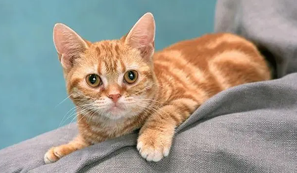 猫咪去医院生产多少钱 猫咪去医院生产多少钱