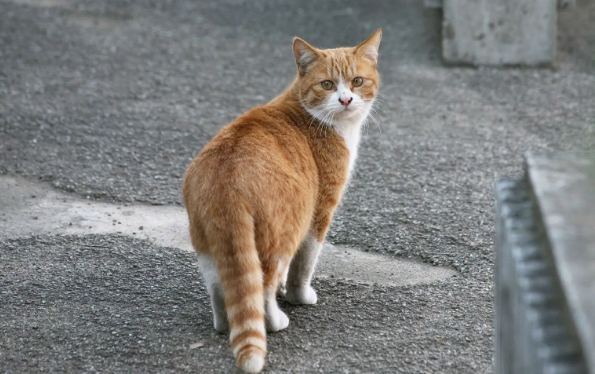 流浪猫一直在家门口叫怎么办？了解一下吧