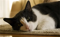 猫猫不吃东西没精神还吐