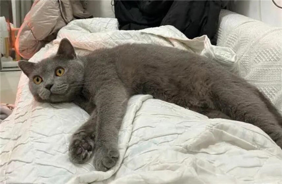 蓝猫为啥用头拱人？是有这些意思，别不明白