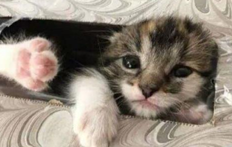 猫看见人哭有感觉吗