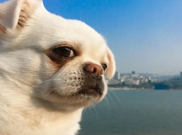 为什么有的狗狗有眼屎