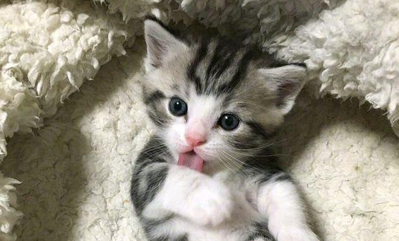 快来了解:小奶猫多大可以自己排尿排便呢? 快来了解:小奶猫多大可以自己排尿排便呢?